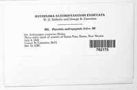 Puccinia andropogonis image